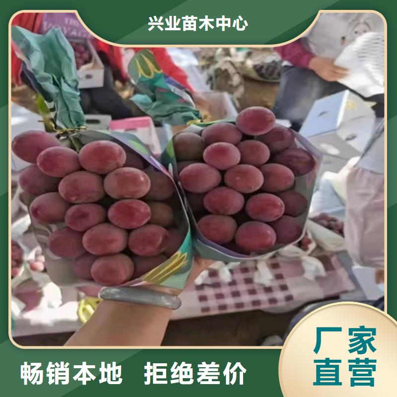 早霞玖瑰葡萄樹苗一畝地利潤(rùn)