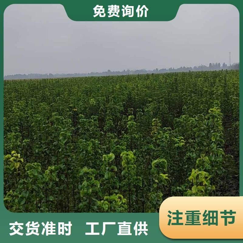 梨,黄冠梨树苗主推产品