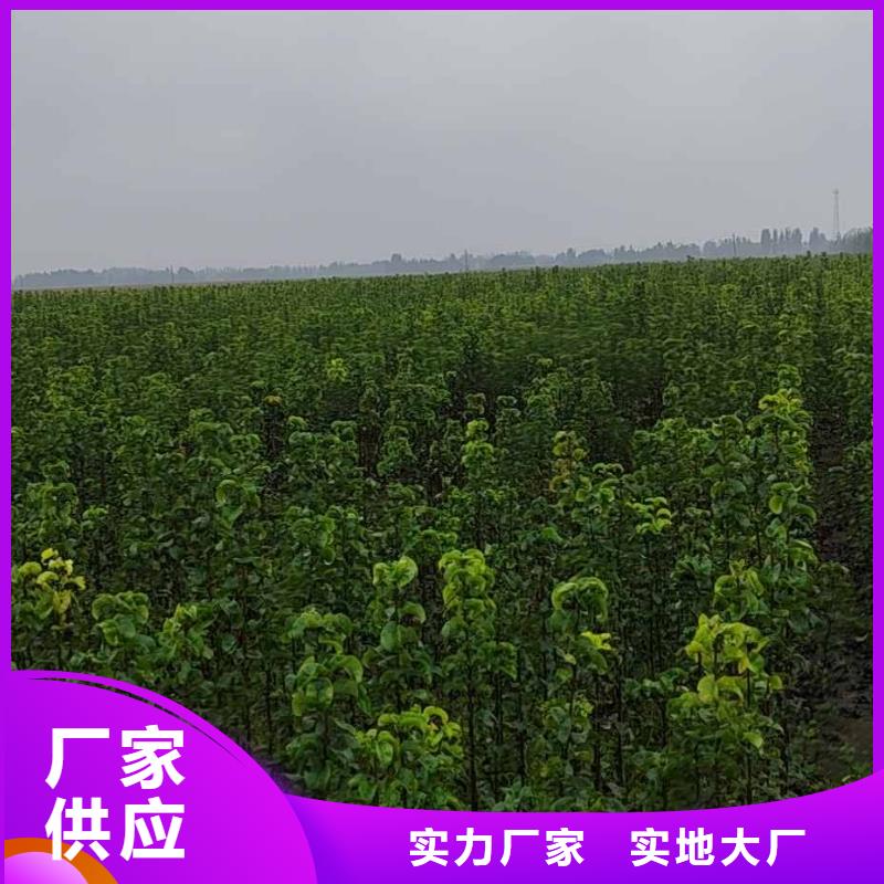 梨梨樹苗基地研發(fā)生產(chǎn)銷售