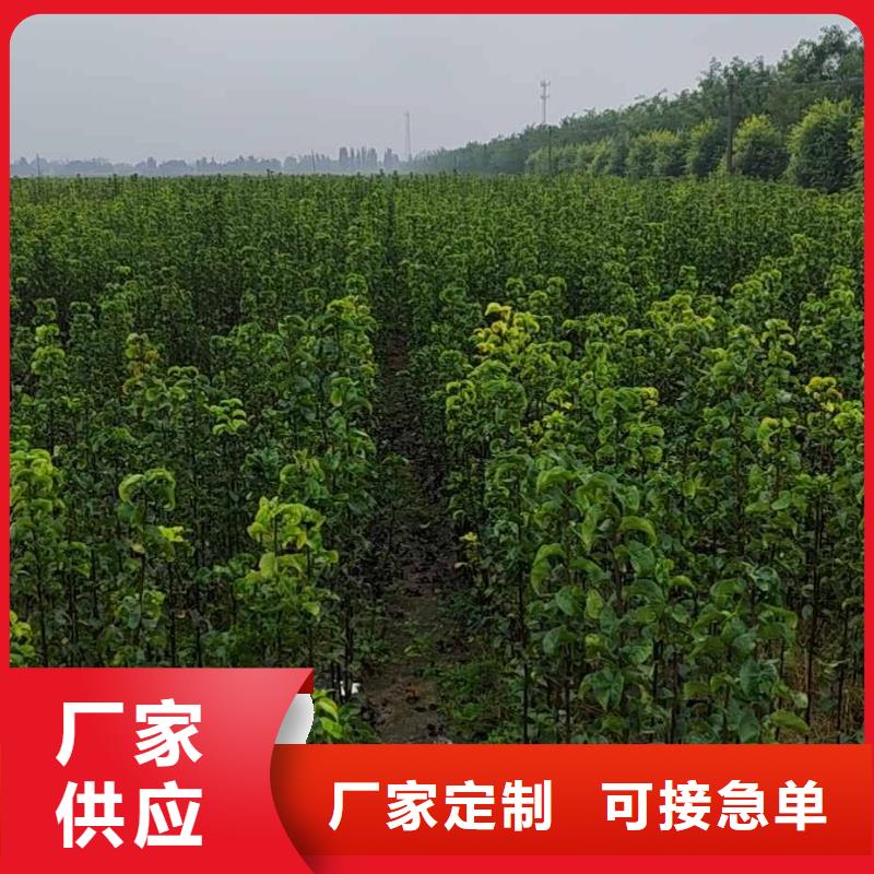 梨秋月梨树苗实力雄厚品质保障