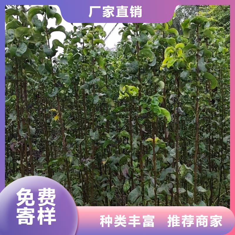 梨_奥红一号梨苗源厂供货