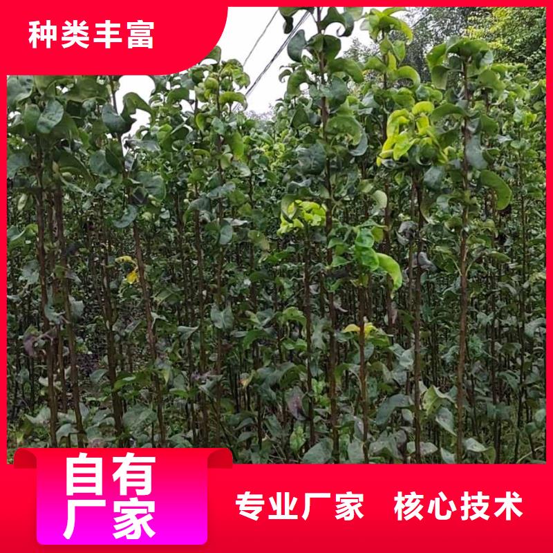 秋月梨樹(shù)苗種植方法及時(shí)間