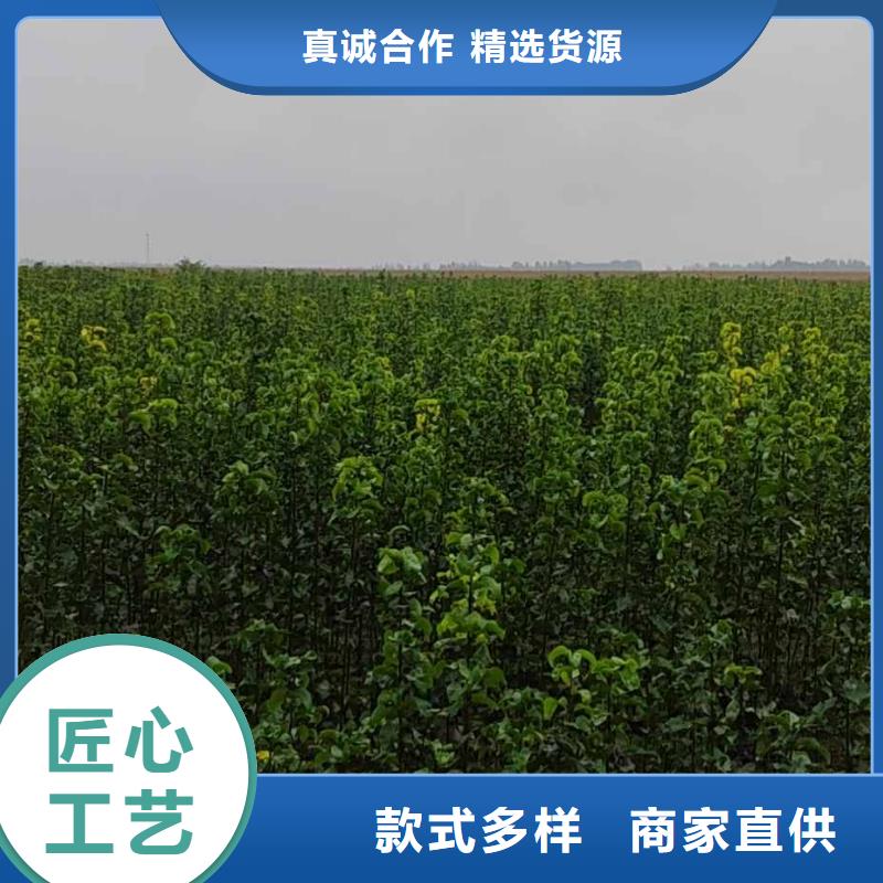 梨秋月梨樹苗多種場景適用
