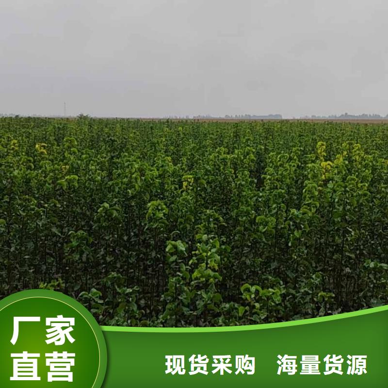 梨海棠苗品质信得过