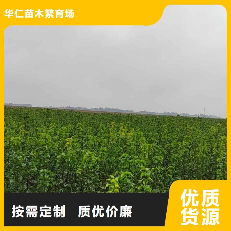 梨奥红一号梨苗厂家现货批发