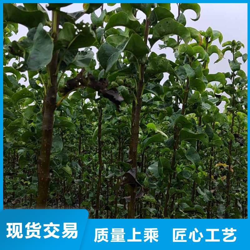 梨梨樹苗基地研發(fā)生產(chǎn)銷售