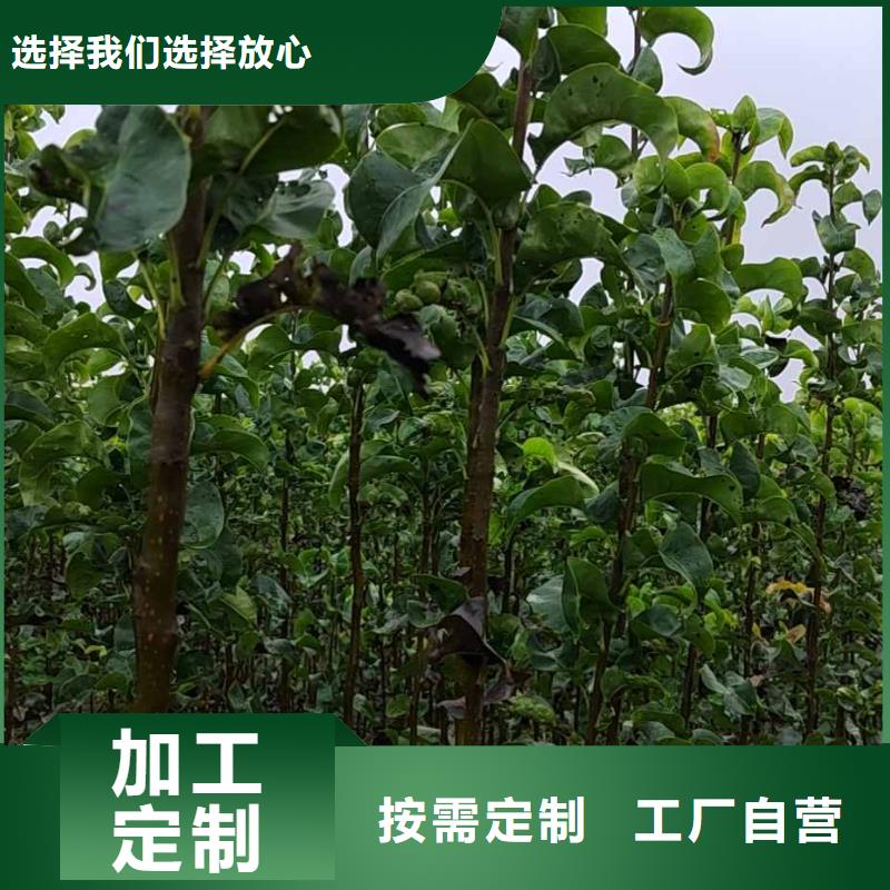 梨玉露香梨樹苗選擇我們選擇放心