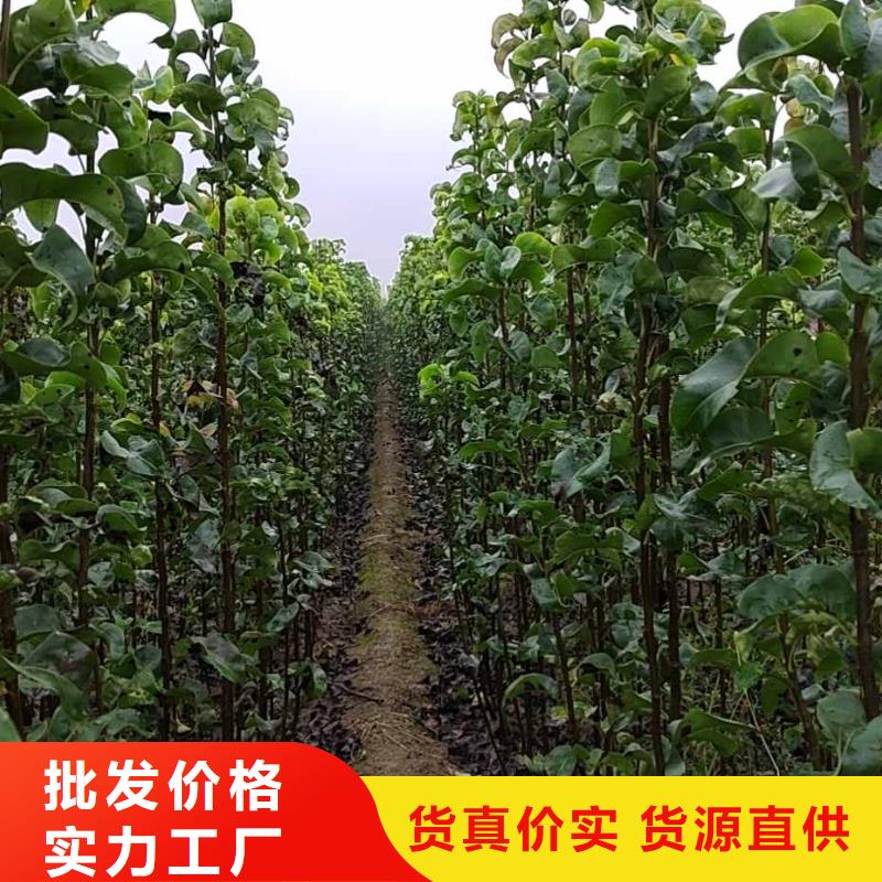 梨奧紅全紅梨樹苗支持定制貼心售后