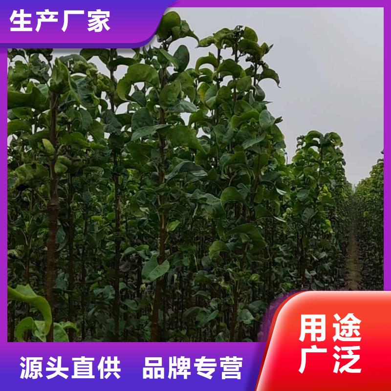 秋月梨苗批發(fā)低價(jià)