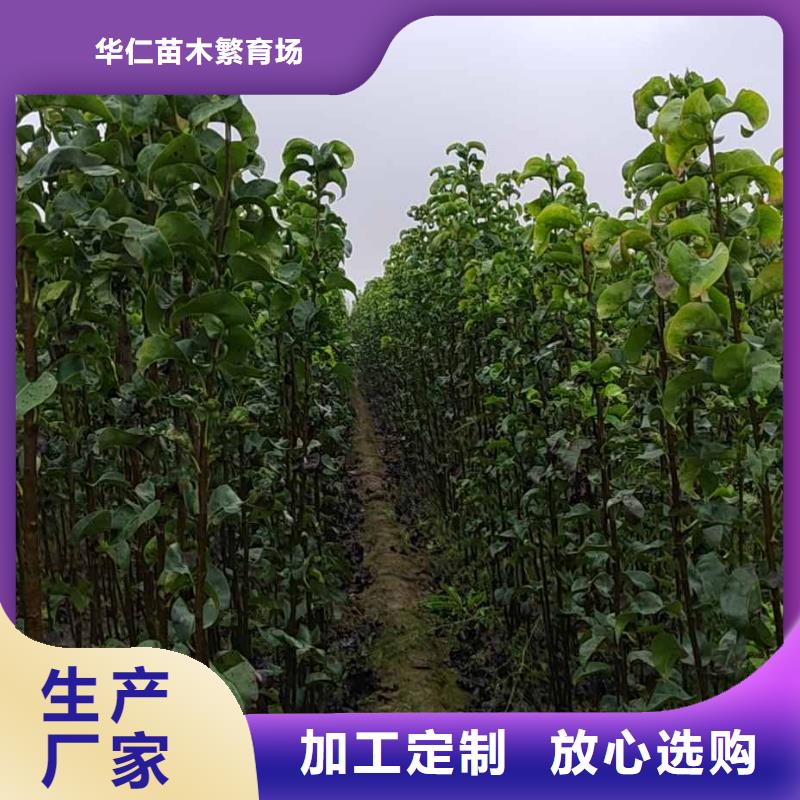 梨紅香酥梨樹苗誠信為本