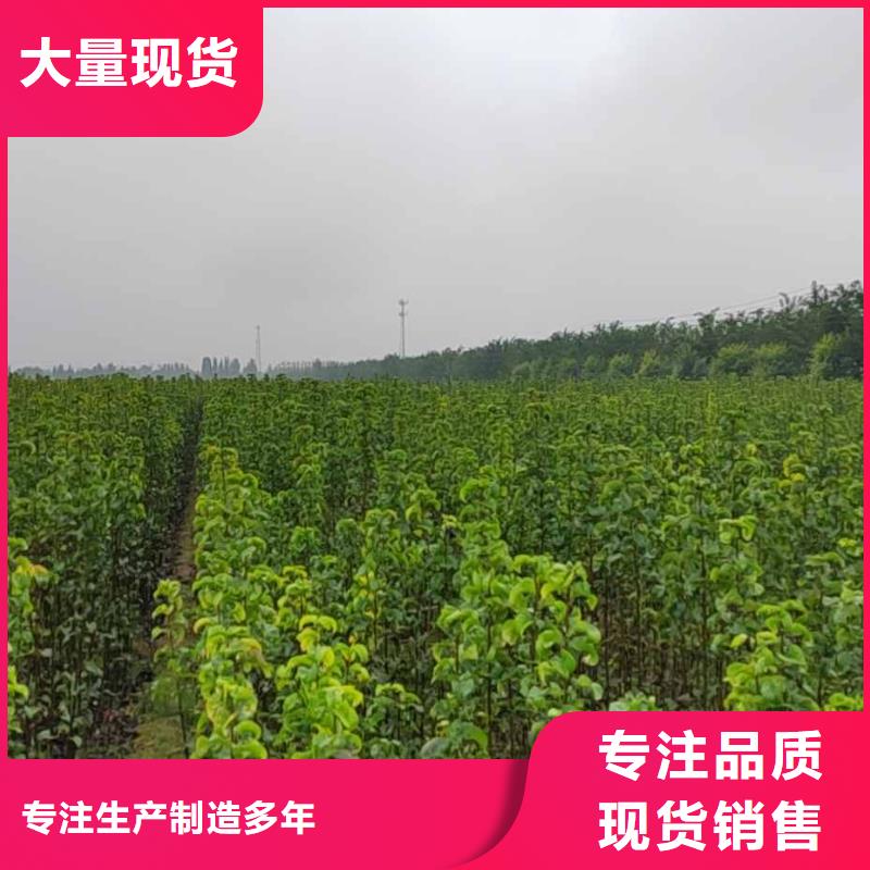 梨皇冠梨樹苗生產(chǎn)經(jīng)驗(yàn)豐富