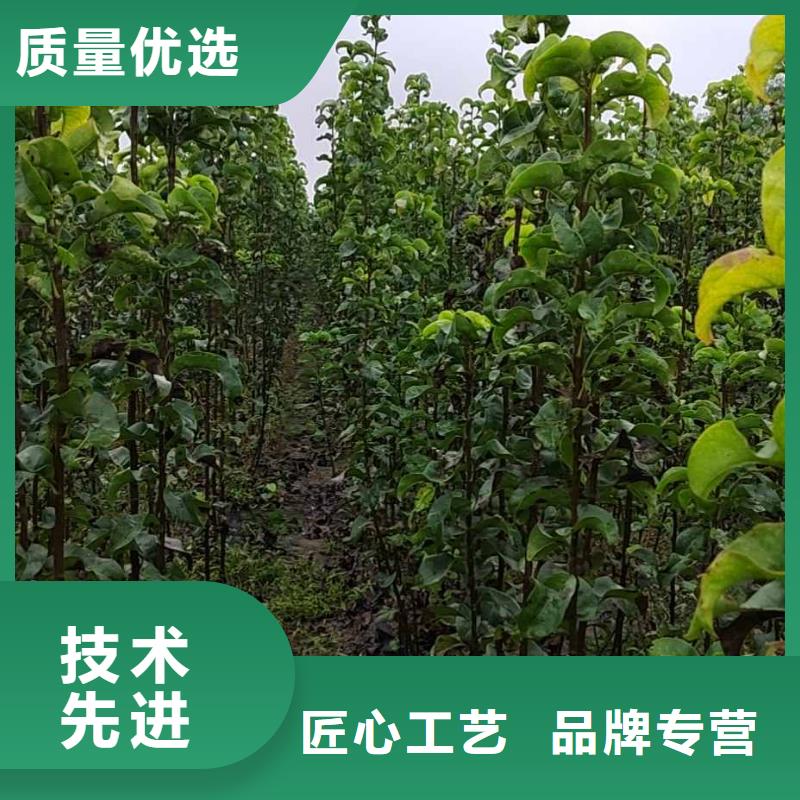 梨-奥红一号梨苗选择大厂家省事省心