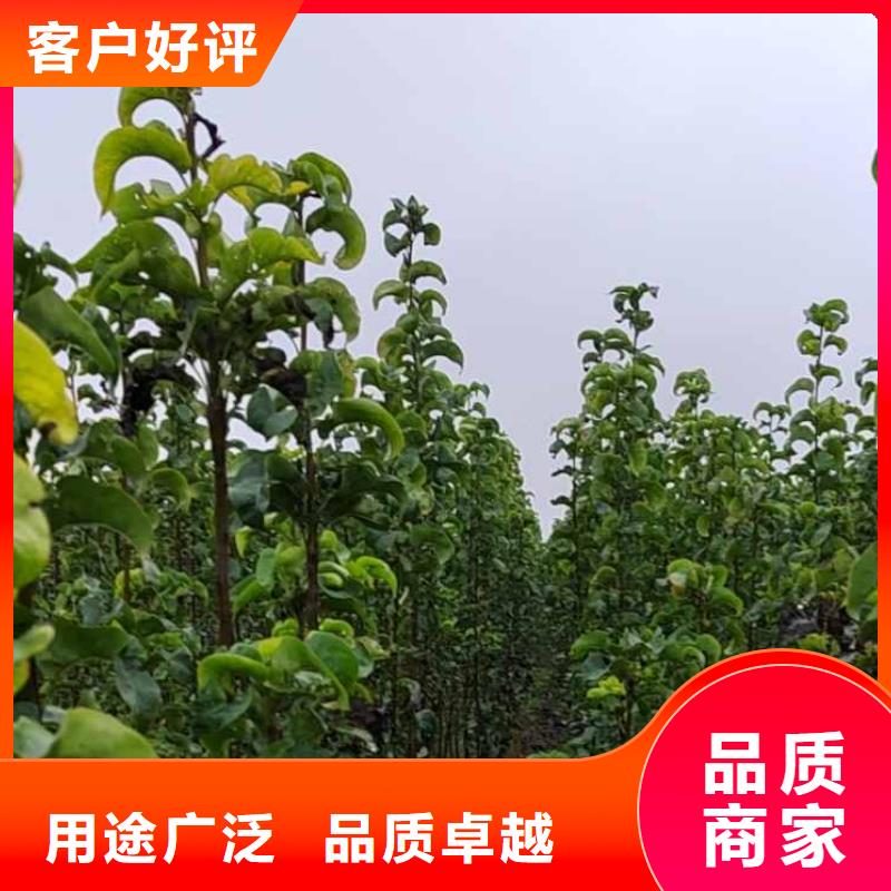 梨香酥梨树苗老品牌厂家