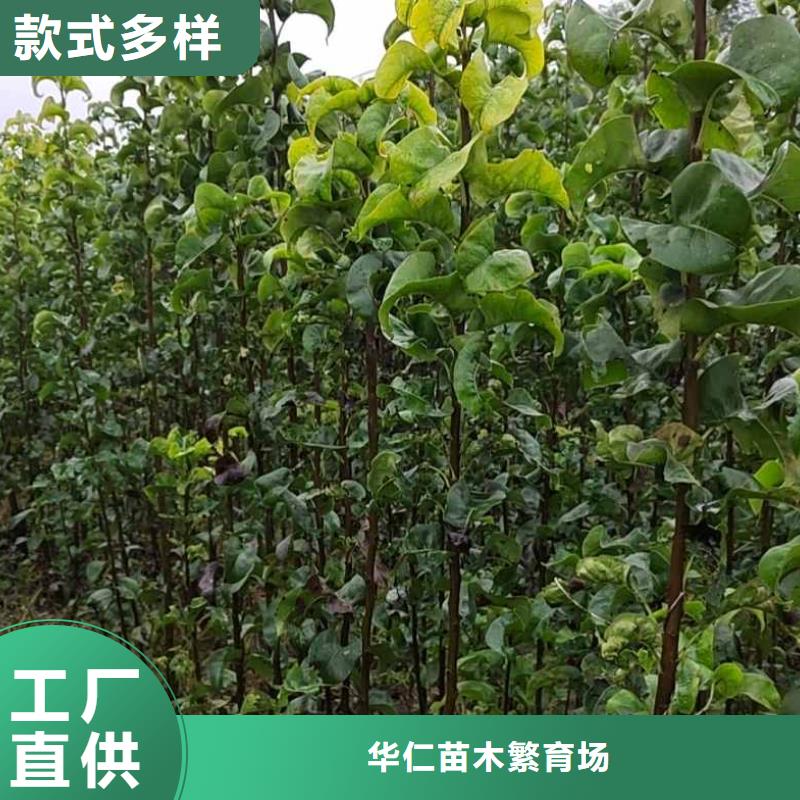 秋月梨苗品種