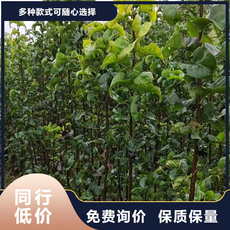 梨玉露香梨樹(shù)苗選擇我們選擇放心