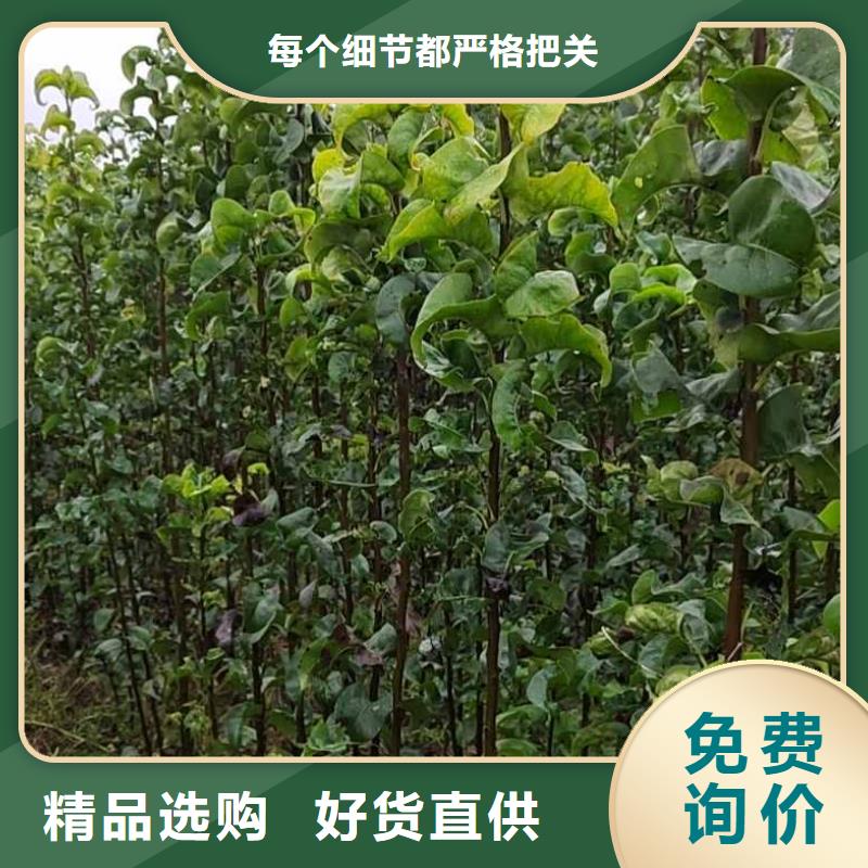秋月梨樹(shù)苗種植方法及時(shí)間
