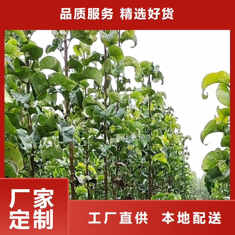 梨奧紅全紅梨樹苗每個細節(jié)都嚴(yán)格把關(guān)