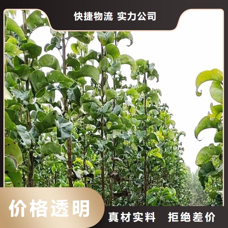 秋月梨種植苗哪里的價格低
