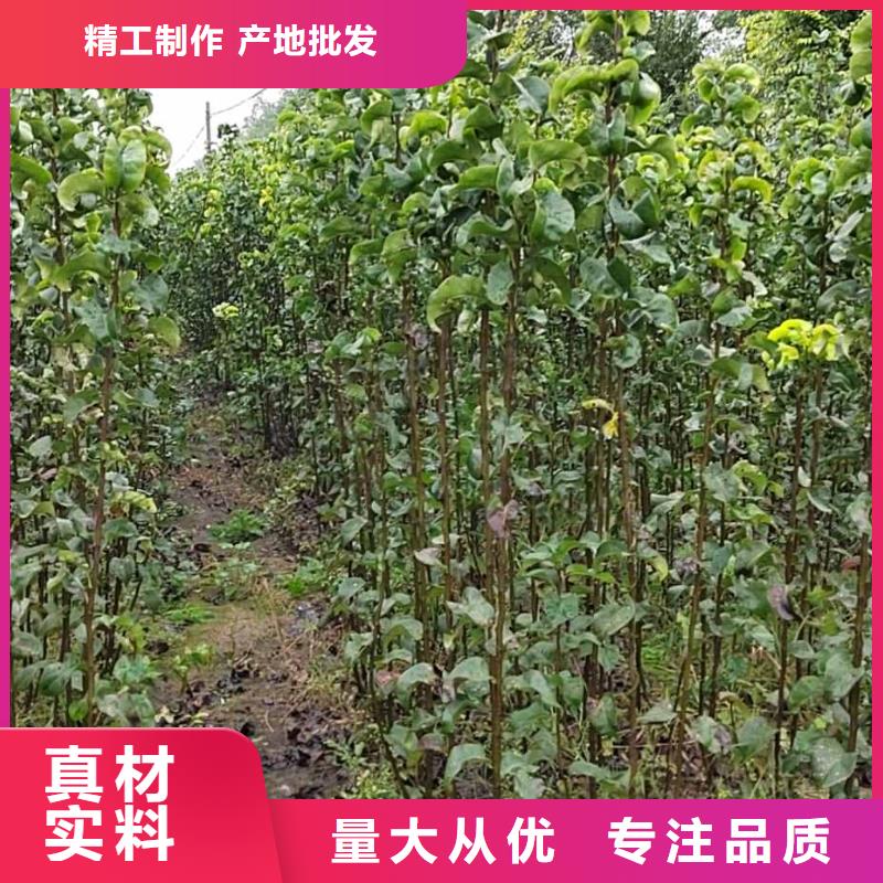 梨,玉露香梨樹苗大量現(xiàn)貨