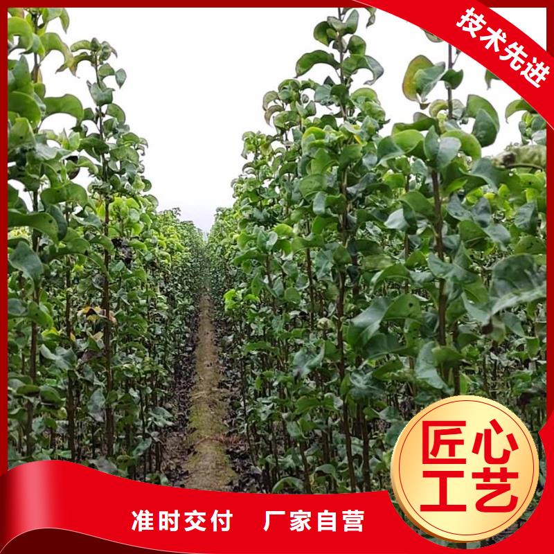 梨山桃苗欢迎来电询价