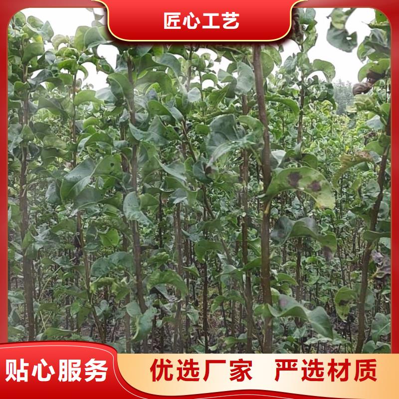 梨瑞蟠101桃樹苗好貨采購