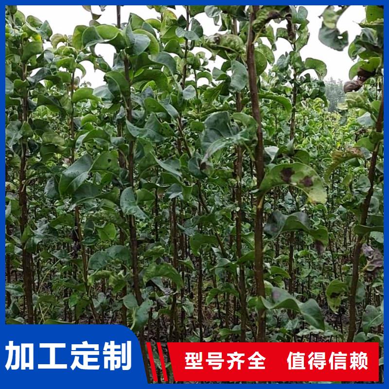 梨,秋月梨樹苗貨品齊全