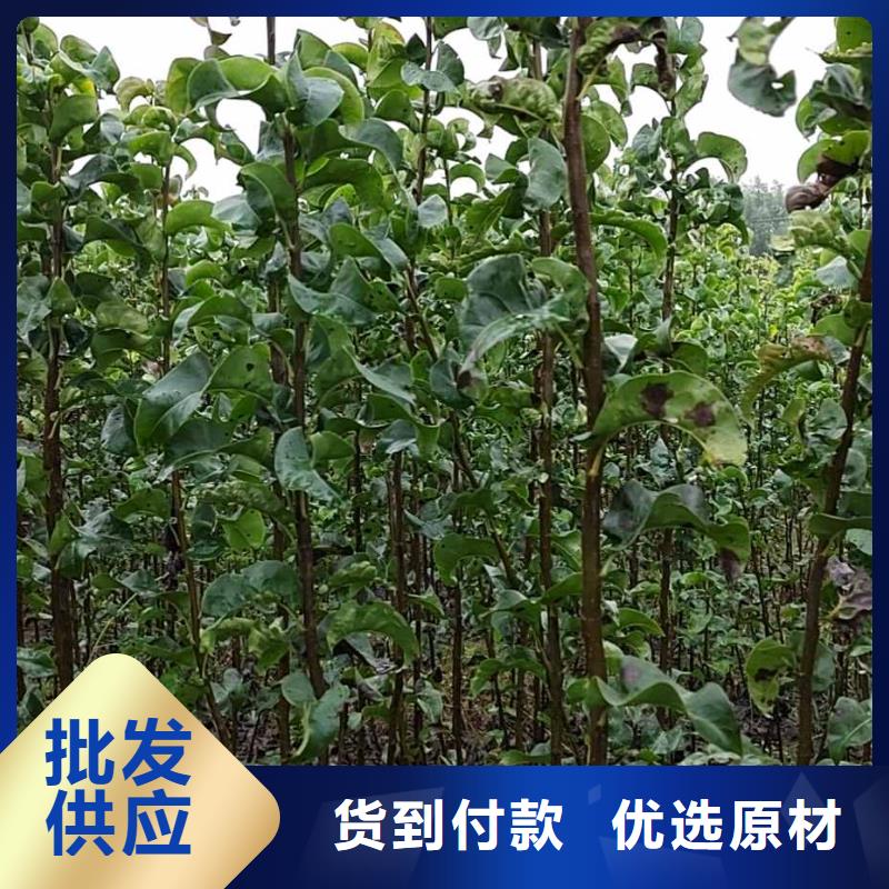 梨【皇冠梨樹苗】品質(zhì)可靠
