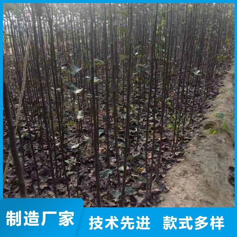 梨香酥梨树苗老品牌厂家