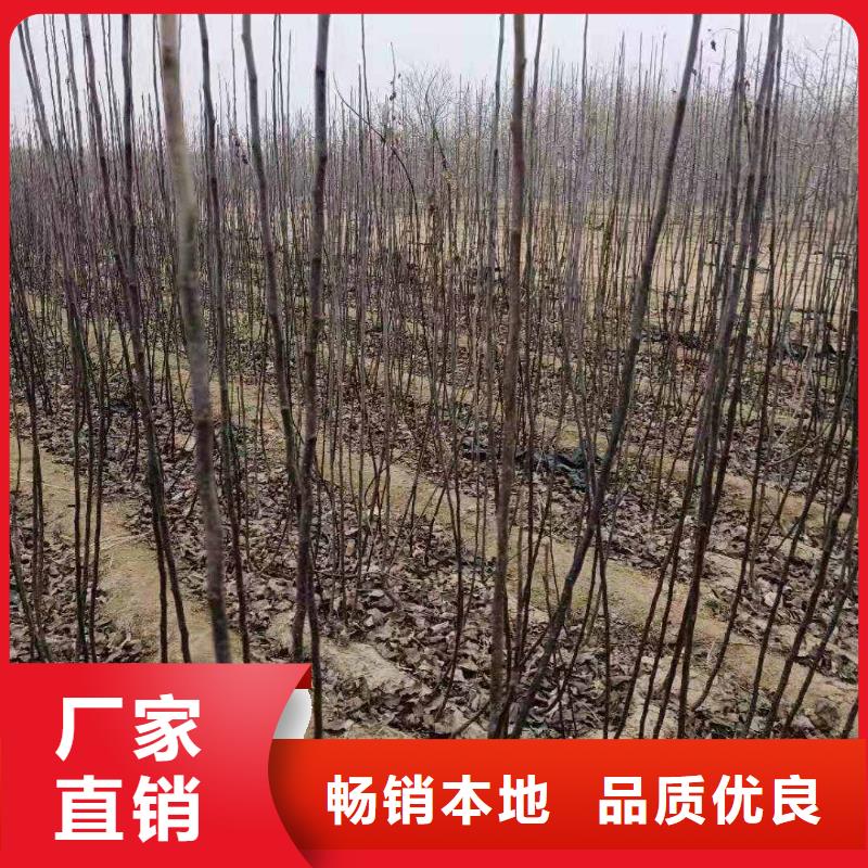 梨_新梨7號梨樹苗本地廠家值得信賴