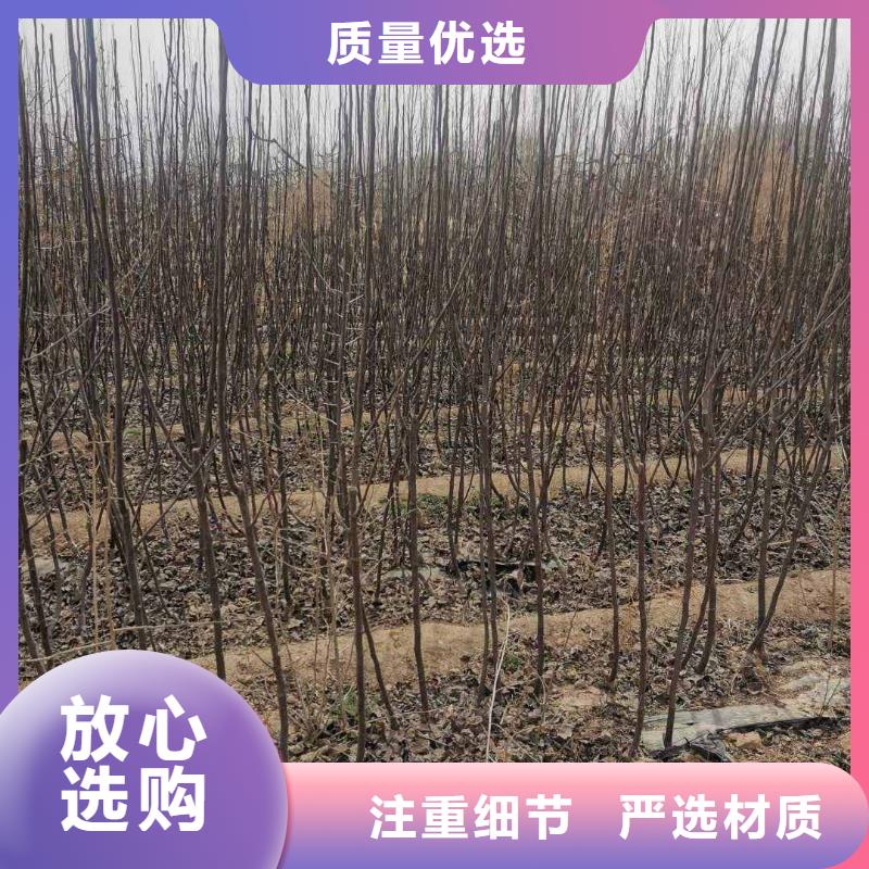 梨秋月梨樹苗多種場景適用