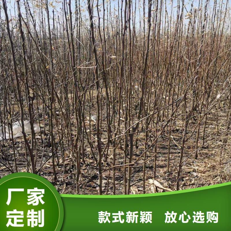 梨秋月梨樹苗多種場景適用