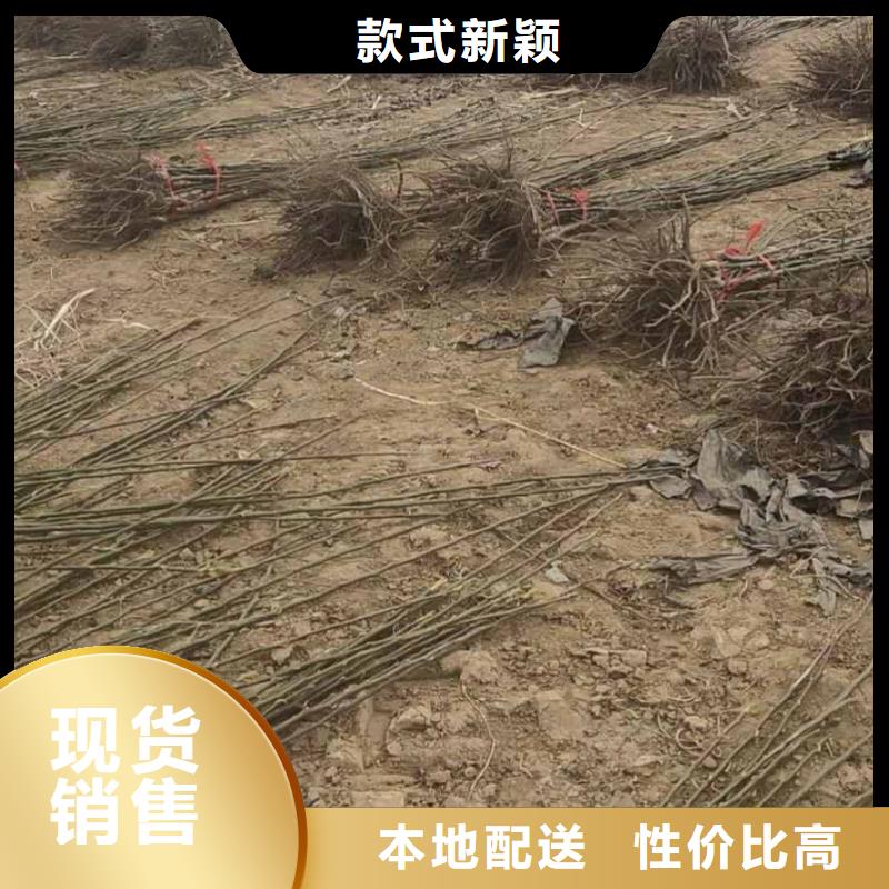 秋月梨苗品種