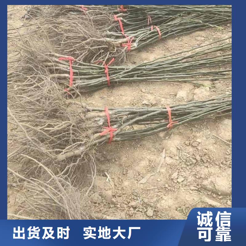 梨皇冠梨樹苗生產(chǎn)經(jīng)驗豐富