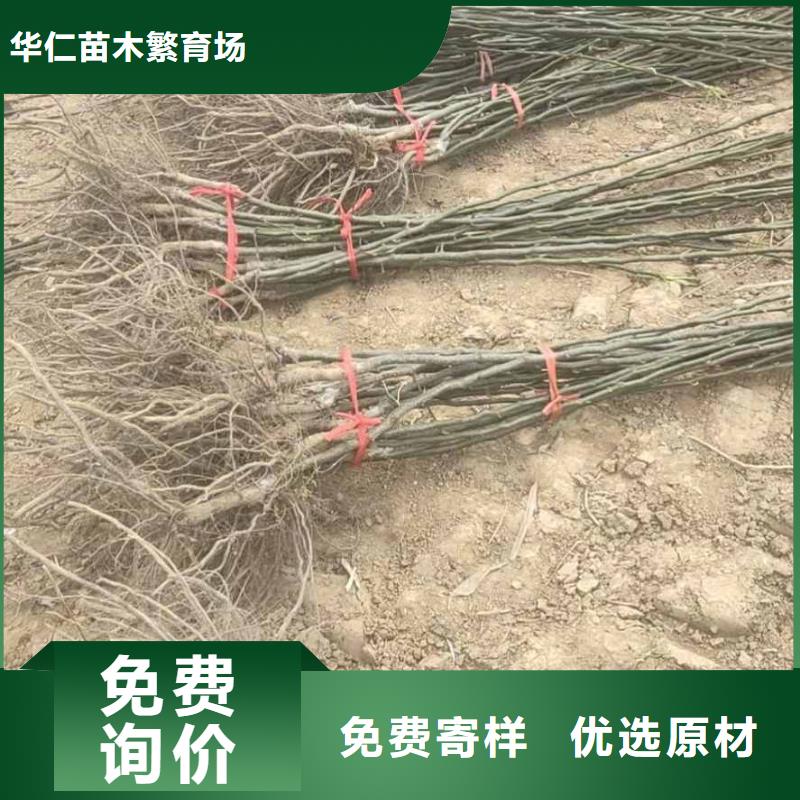 梨十四号桃树苗制造厂家