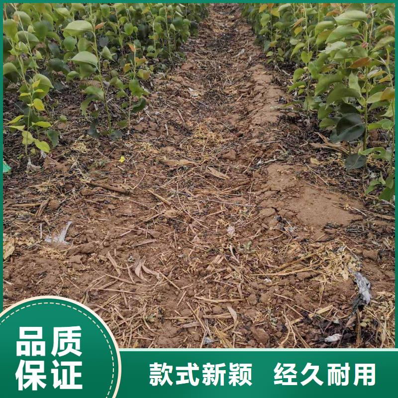 梨梨樹苗基地訂購