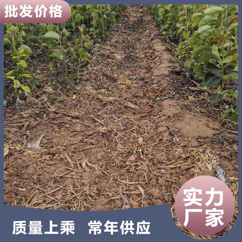 梨皇冠梨樹苗生產(chǎn)經(jīng)驗(yàn)豐富