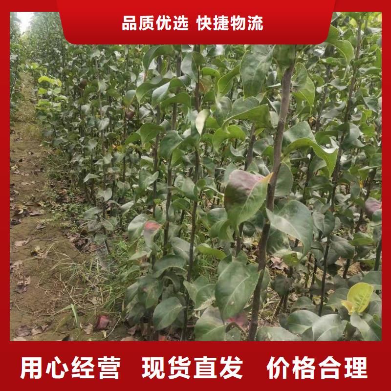 梨-十四號桃樹苗貨源足質(zhì)量好