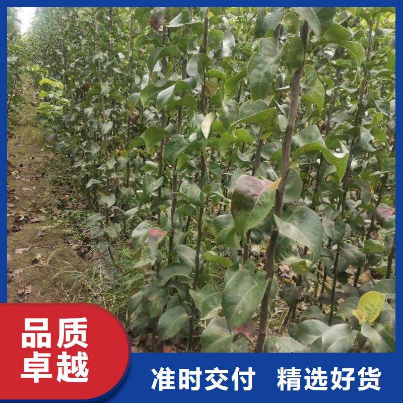梨瑞蟠101桃樹苗可定制