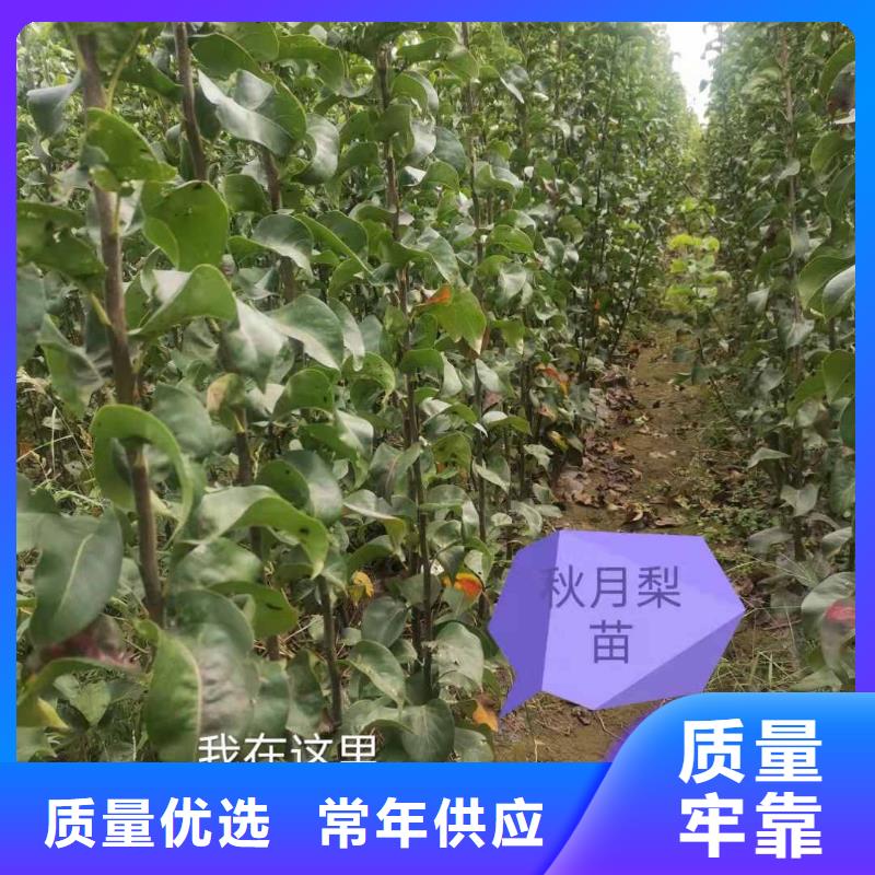 梨杜梨苗做工精细