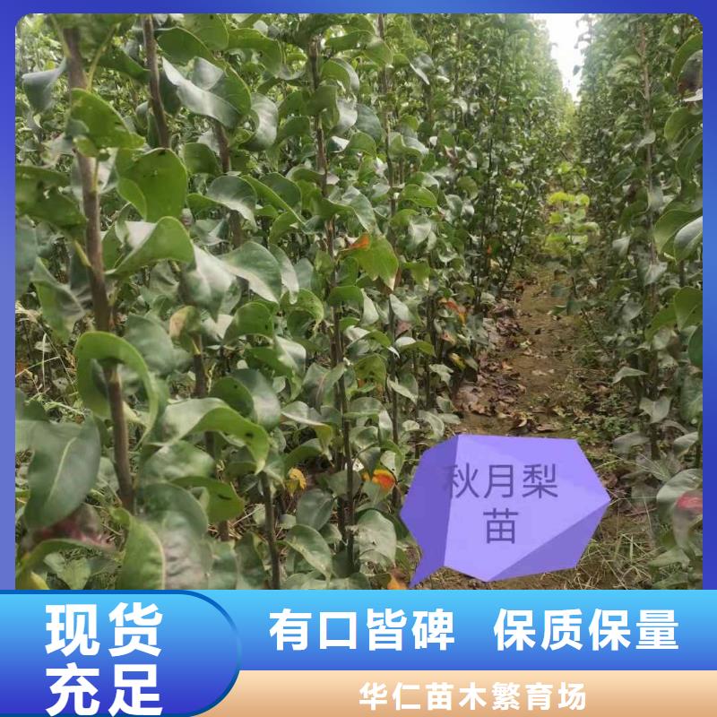 梨秋月梨樹苗多種場景適用