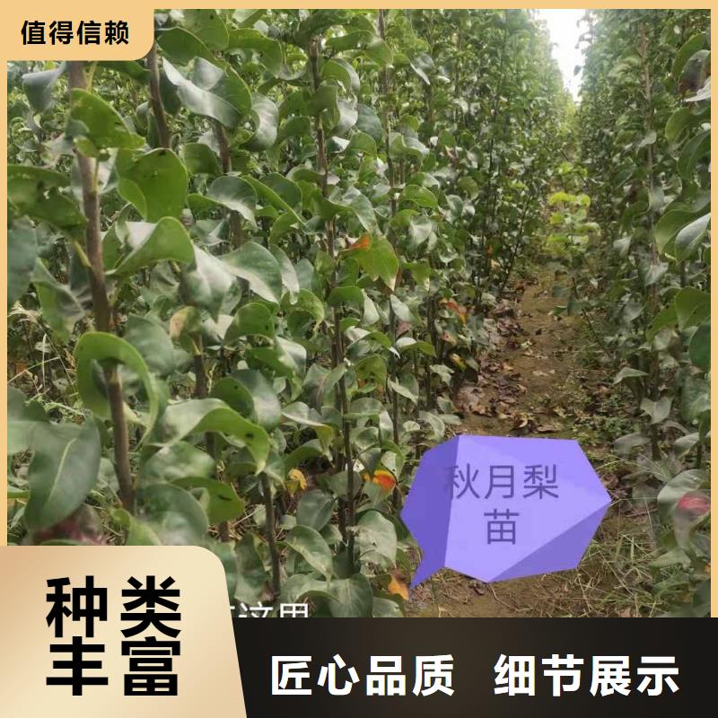 秋月梨樹(shù)苗出售