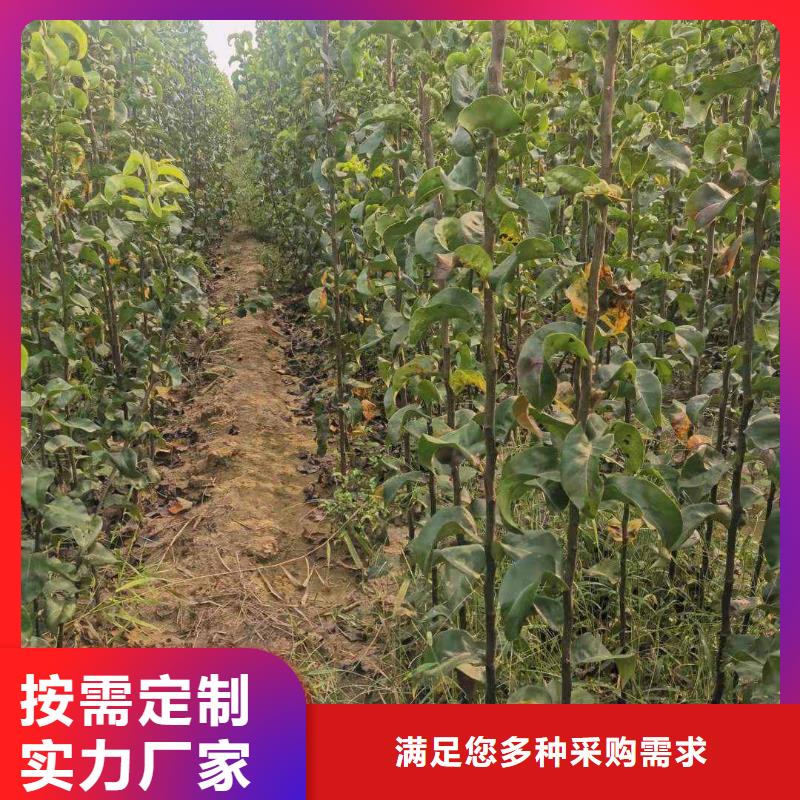 梨毛桃苗誠信可靠