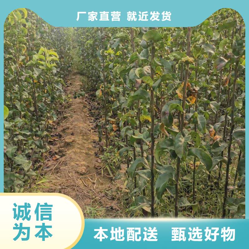 梨紅香酥梨樹苗來圖定制量大從優(yōu)