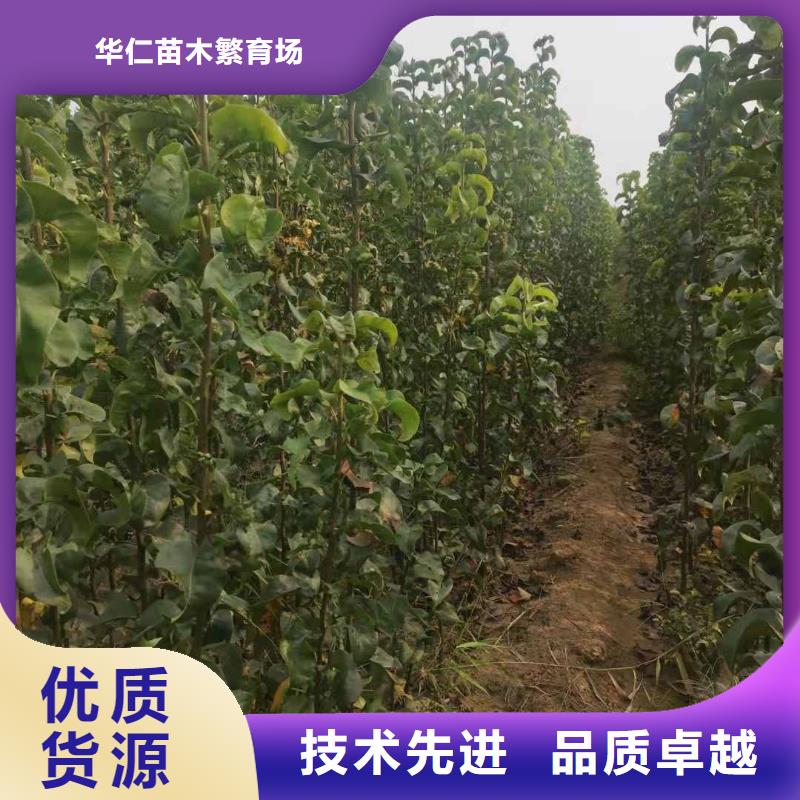 梨奧紅全紅梨樹苗每個細節(jié)都嚴(yán)格把關(guān)