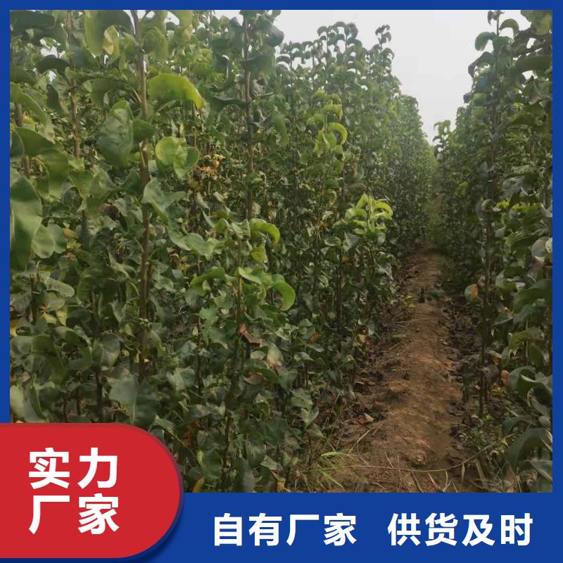 梨新梨7号梨树苗支持定制加工