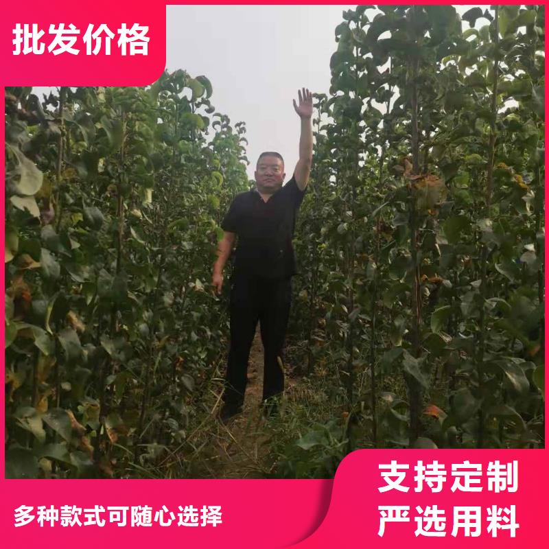 秋月梨樹(shù)苗種植方法及時(shí)間