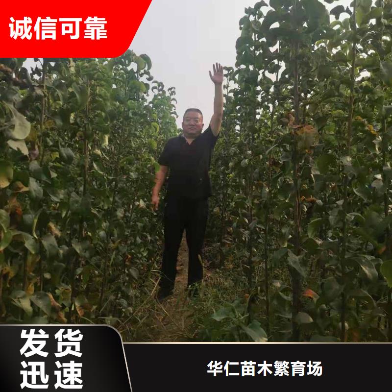 梨秋月梨樹苗誠信商家服務(wù)熱情
