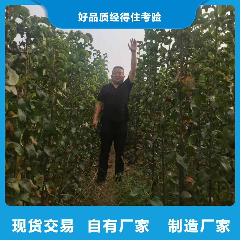 梨皇冠梨樹苗多種優(yōu)勢(shì)放心選擇