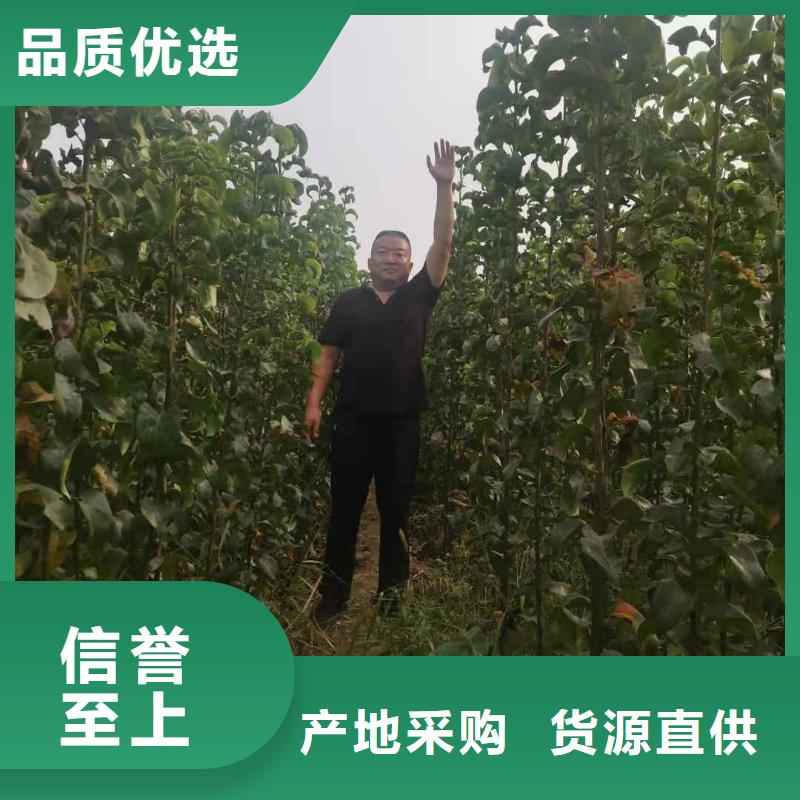 秋月梨樹(shù)苗出售