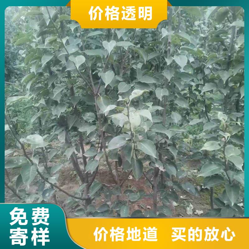 梨,奥红全红梨树苗真正的源头厂家